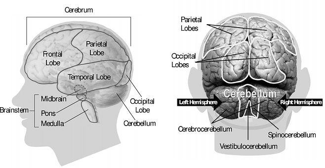 Side and posterior diagrams of brain sections