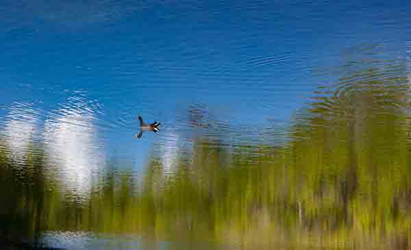 Picture of a lake at the Tropical Garden Research Center in Coral Gables, Miami