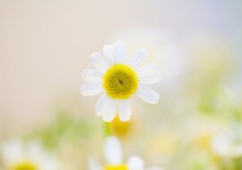 Bright photo of a white daisy for positivity