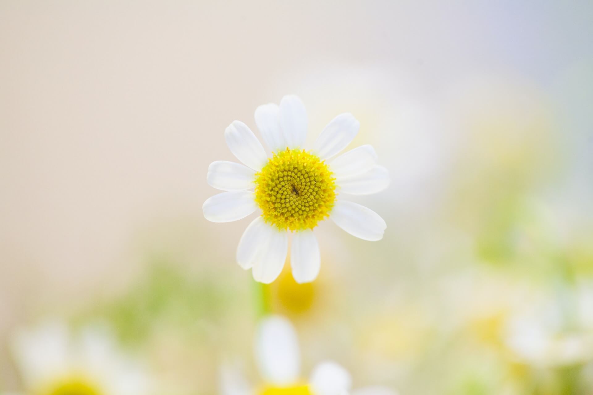 Bright photo of a white daisy for positivity